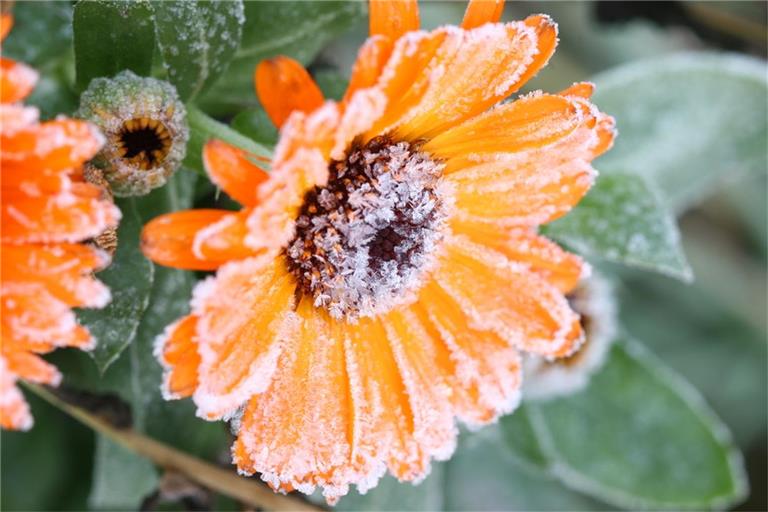 Erfahren Sie, wann 2025 die Frostgefahr endet und wann Sie empfindliche Pflanzen sicher ins Freie stellen können.