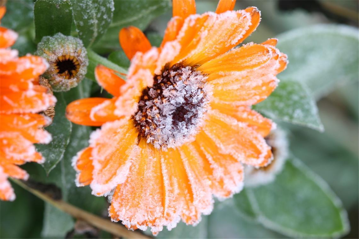 Erfahren Sie, wann 2026 die Frostgefahr endet und wann Sie empfindliche Pflanzen sicher ins Freie stellen können.