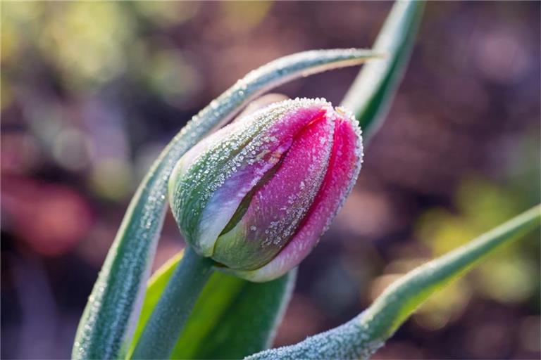 Erfahren Sie, wann 2026 die Frostgefahr endet und wann Sie empfindliche Pflanzen sicher ins Freie stellen können.