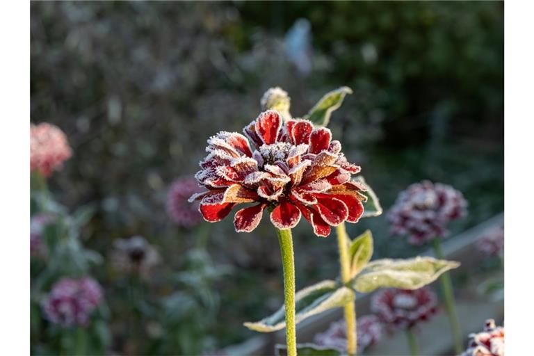 Erfahren Sie, wann 2026 die Frostgefahr endet und wann Sie empfindliche Pflanzen sicher ins Freie stellen können.