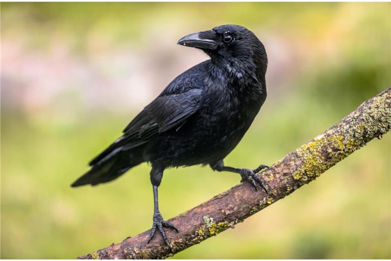 Erfahren Sie, wie Sie Krähen und Raben mit einfachen Mitteln aus Ihrem Garten oder vom Balkon vertreiben können. Von Vogelspikes bis hin zu Reflektoren.