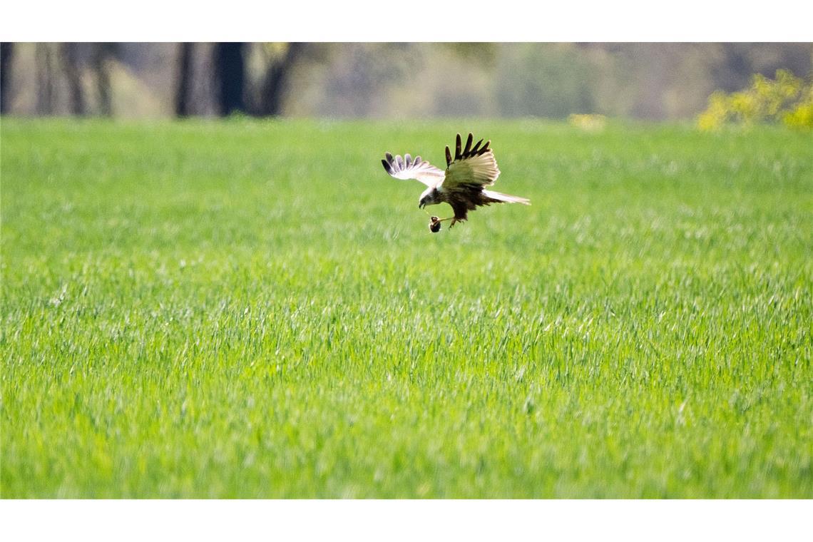 Erfolgreiche Mäusejagd