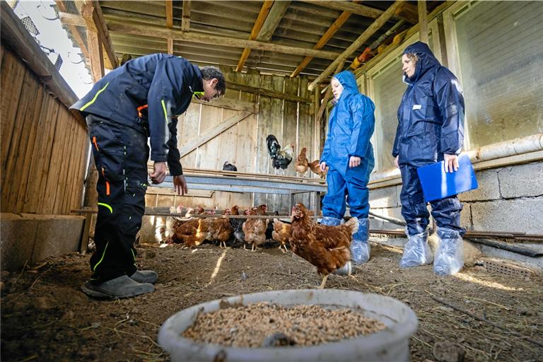 Erik Pfizenmaier (von links) zeigt Veterinärhygienekontrolleurin Julia Schilling und Amtstierärztin Eva-Maria Löken den Auslauf. Foto: Alexander Becher