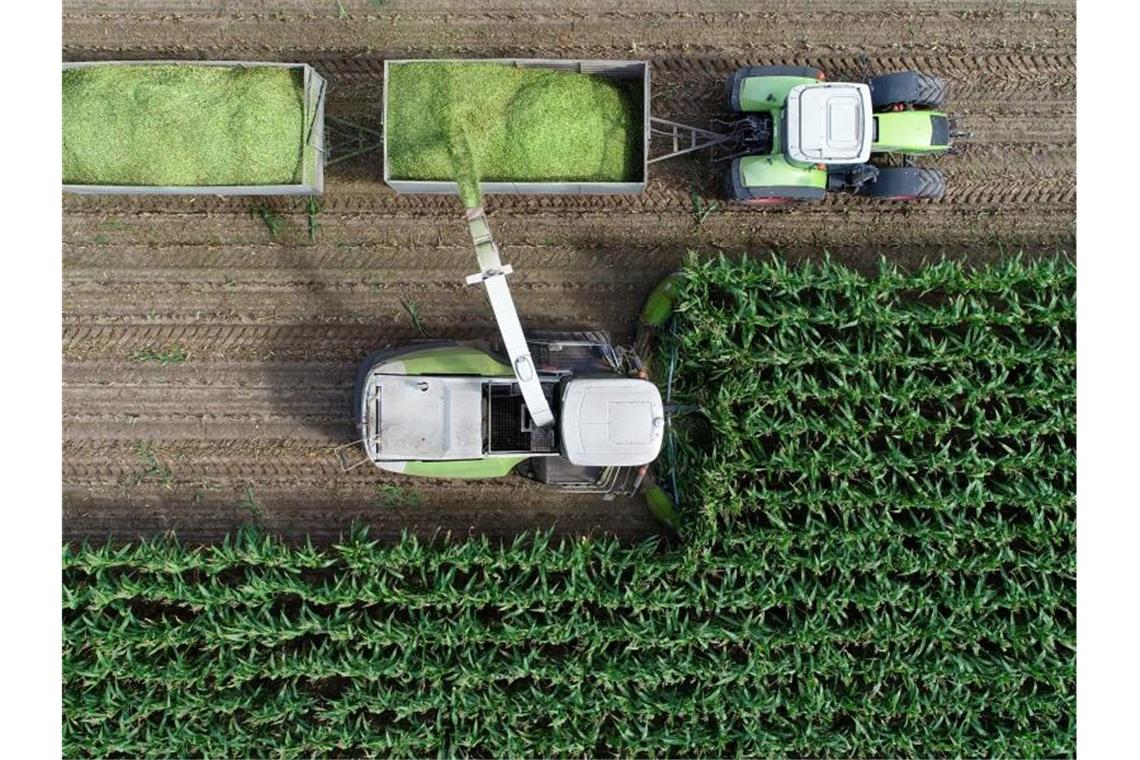 Sorge um Agrarmärkte - Bauern können mehr Flächen nutzen Ernte auf dem Feld eines Landwirtschaftsbetriebs: Der Mais wird sowohl für Biogasanlagen als auch als Tierfutter angebaut. Foto: Patrick Pleul/dpa-Zentralbild/ZB
