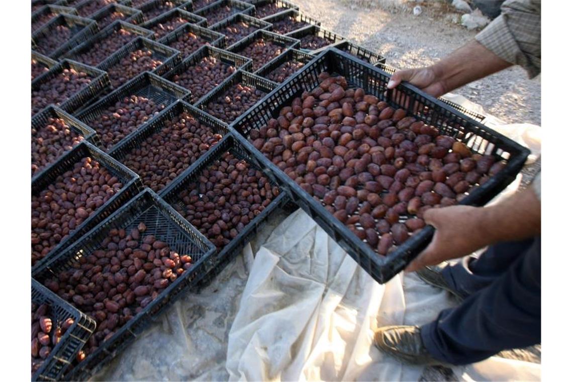 Israel verbietet Export von Agrarprodukten der Palästinenser Ernte von Datteln im Westjordanland: Israel hat den Export landwirtschaftlicher Erzeugnisse aus den Palästinensergebieten verboten. Foto: epa Alaa Badarneh/epa/dpa