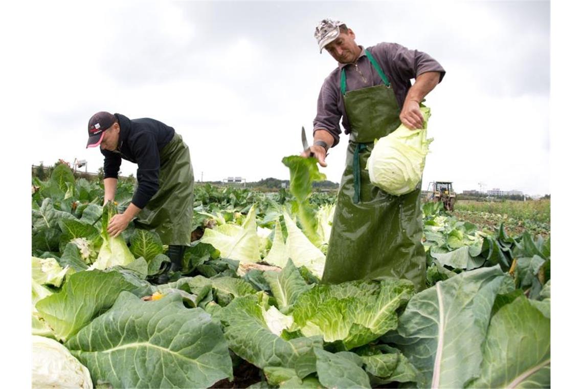 Bauern sind zufrieden mit Filderkraut-Ernte