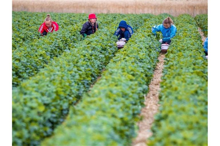 Erntehelfer pflücken auf einem Feld eines Erdbeerhofes Erdbeeren. Foto: Jens Büttner/dpa/Archivbild