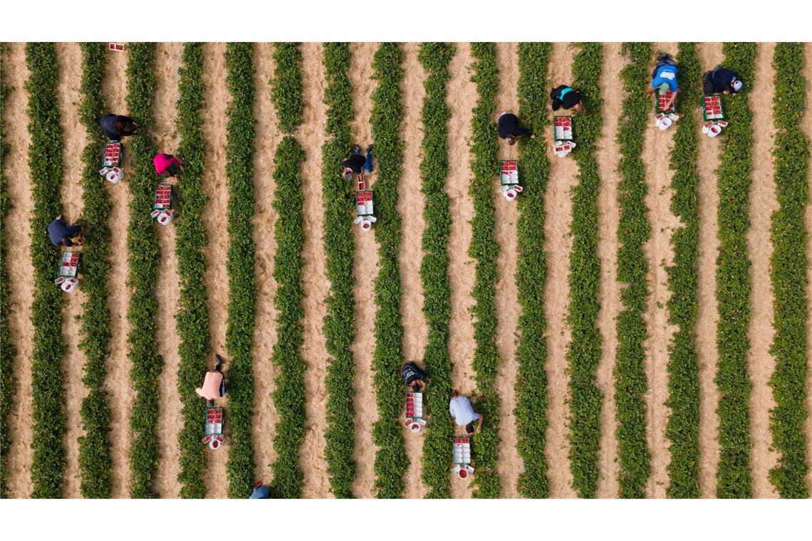 Keine Mindestlohn-Ausnahmen für Saisonkräfte Erntehelfer pflücken auf einem Feld Erdbeeren.