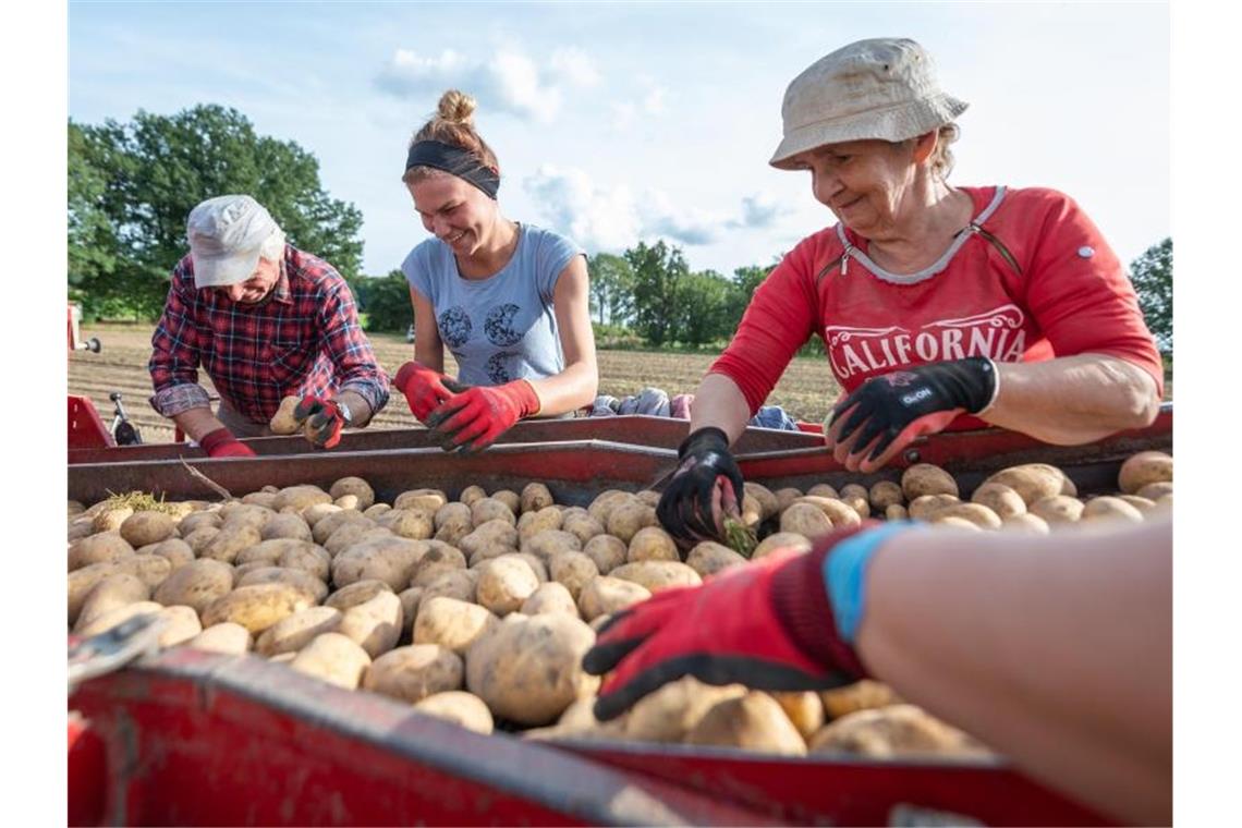 Kartoffelernte auf Hochtouren - Preise könnten steigen
