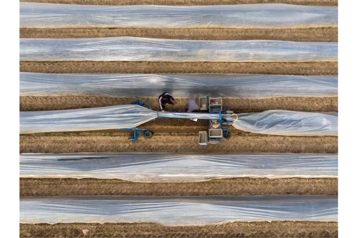 Erntehelfer kommen erstmals aus Georgien Erntehelfer stechen auf einem Feld mit einer elektrischen Erntemaschine Spargel. Foto: Daniel Bockwoldt/dpa