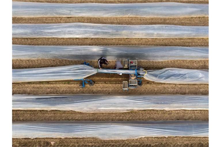 Erntehelfer stechen auf einem Feld mit einer elektrischen Erntemaschine Spargel. Foto: Daniel Bockwoldt/dpa