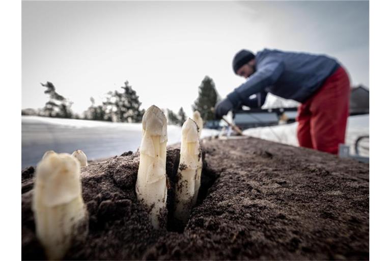 Erntehelfer stechen im Frühjahr 2020 Spargelstangen auf einem Feld im Kreis Nienburg/Weser. Foto: Peter Steffen/dpa