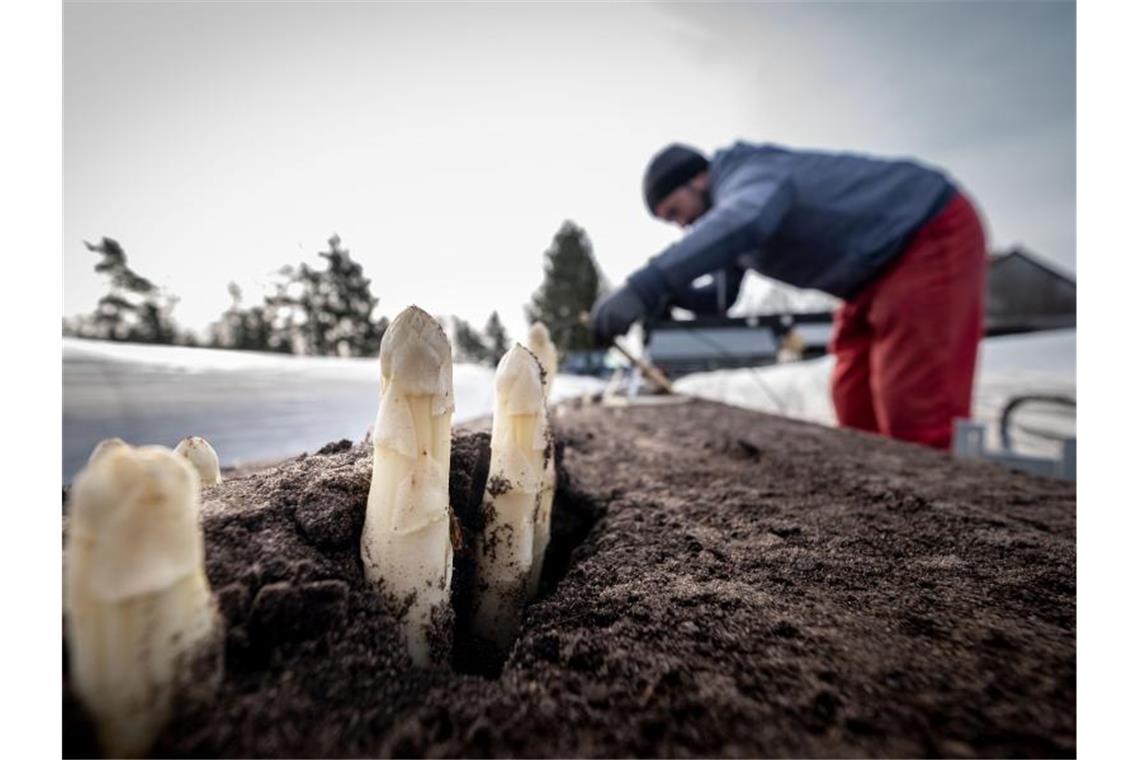 Erntehelfer stechen Spargel auf einem Feld. Foto: Peter Steffen/dpa/Symbolbild