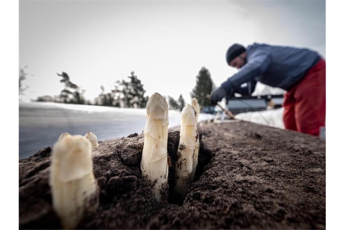 Erntehelfer stechen Spargelstangen auf einem Feld. Foto: Peter Steffen/dpa