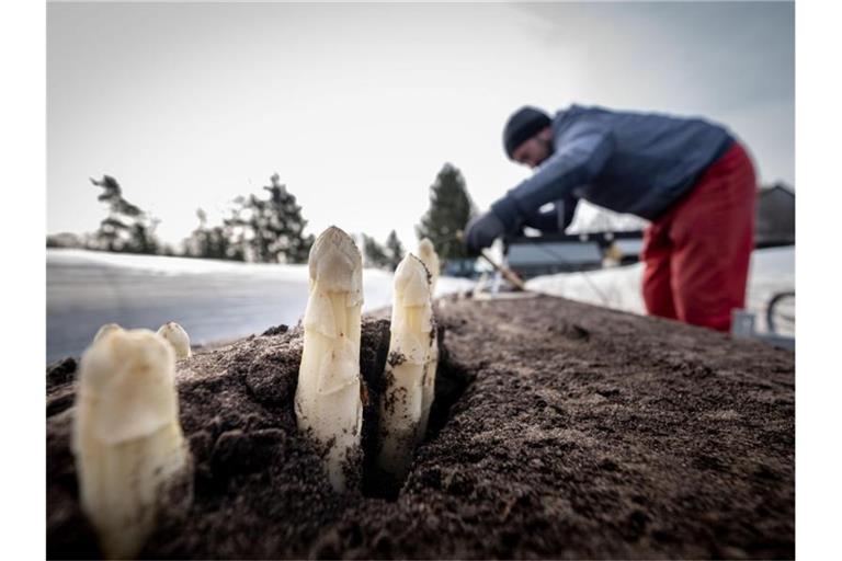 Erntehelfer stechen Spargelstangen auf einem Feld in Niedersachsen. Foto: Peter Steffen/dpa