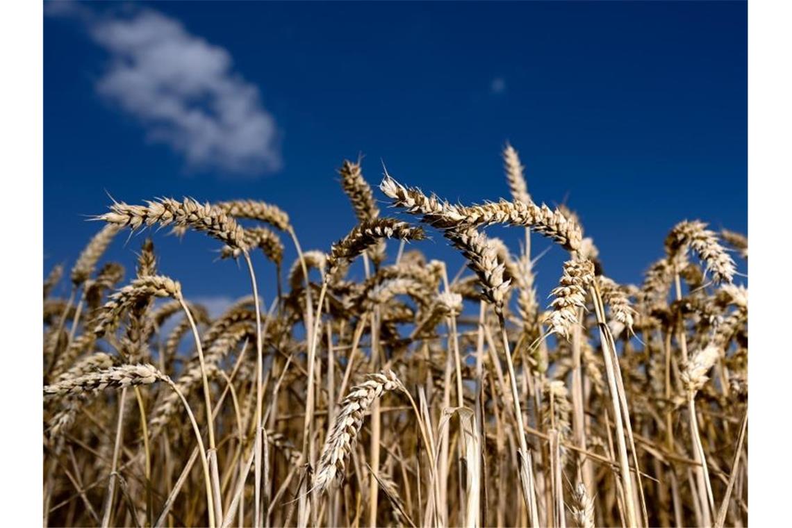 Warnung vor Hungersnot - Engpässe bei Ernte befürchtet Erntereifer Weizen leuchtet auf einem Getreidefeld. Foto: Arne Dedert/dpa