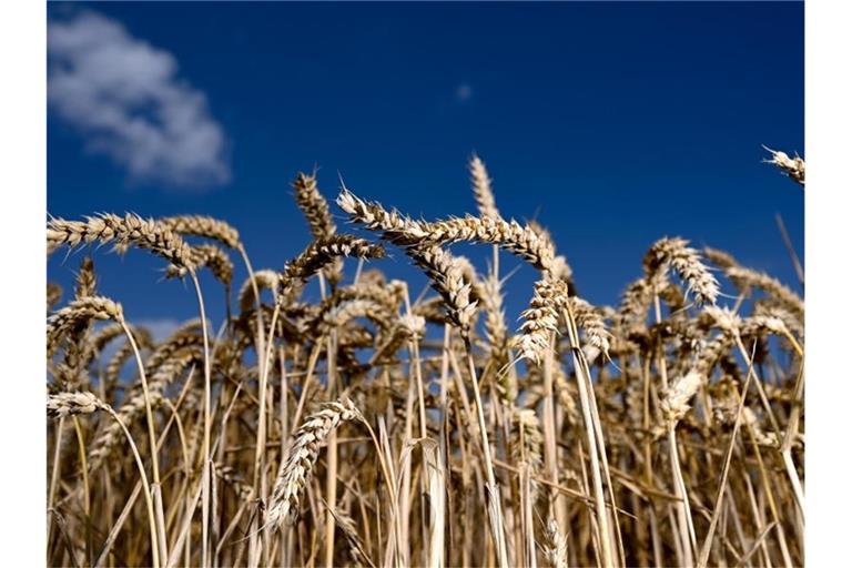 Erntereifer Weizen leuchtet auf einem Getreidefeld vor blauem Himmel. Foto: Arne Dedert/dpa