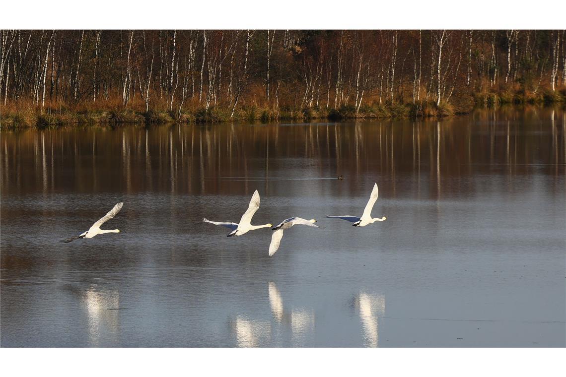 Erst am Donnerstag wurde bekannt, dass ein toter Schwan, der an der Vogelgrippe erkrankt war, am Rhein im Ortenaukreis entdeckt worden war. (Symbolbild)