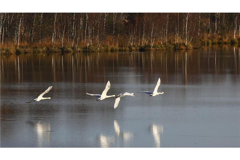 Erst am Donnerstag wurde bekannt, dass ein toter Schwan, der an der Vogelgrippe erkrankt war, am Rhein im Ortenaukreis entdeckt worden war. (Symbolbild)