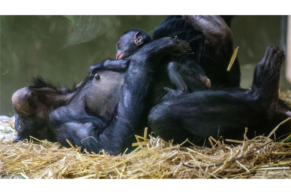 Bonobo-Baby im Kölner Zoo geboren Erst einmal ausruhen für die kommenden Aufgaben: Bei den Bonobos gelten die Weibchen als dominant.