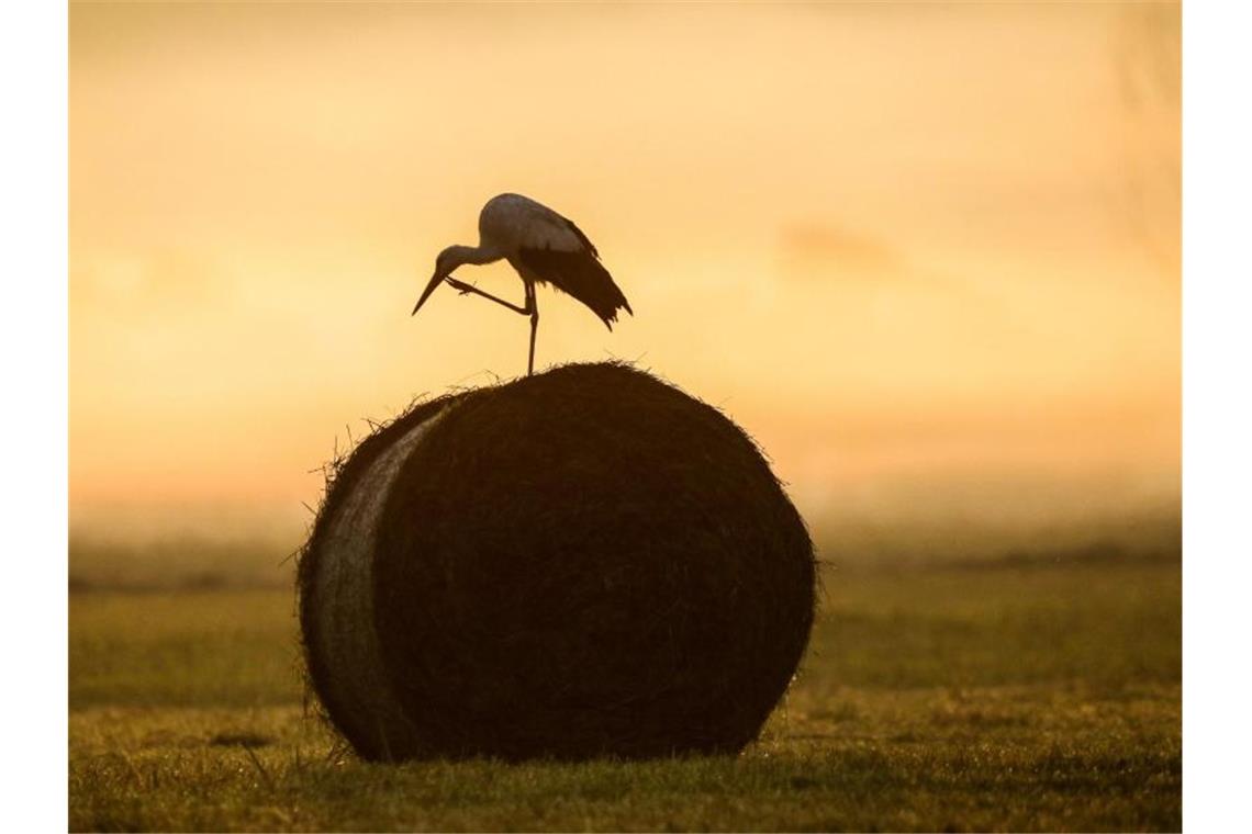 Erst mal Kratzen: Einem Storch im Morgennebel bei Bechingen juckt's am Hals. Foto: Thomas Warnack