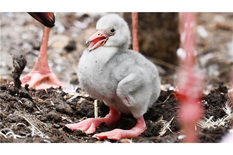 Erst mit drei Jahren entwickeln die Jungtiere ihr typisches rosa Federkleid.