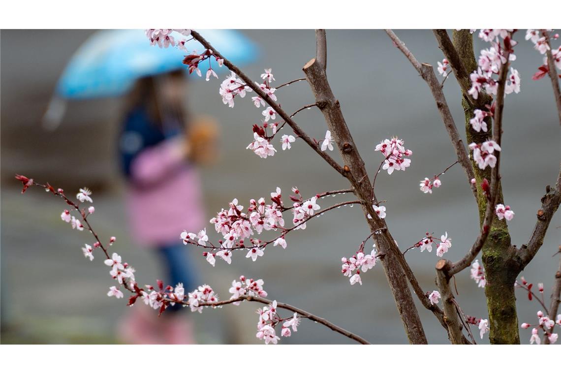 Erste Blüten sind an einem Kirschbaum zu sehen. Während die ersten Pflanzen ihre Blüten zeigen, bringt das Wochenende in Nordrhein-Westfalen Regen.