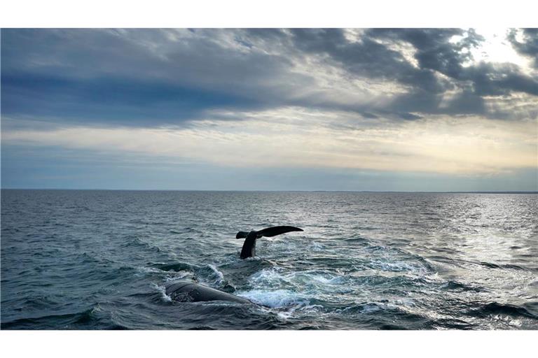 Erstmals gibt es ein UN-Abkommen zum Schutz der Hochsee. (Archivbild)