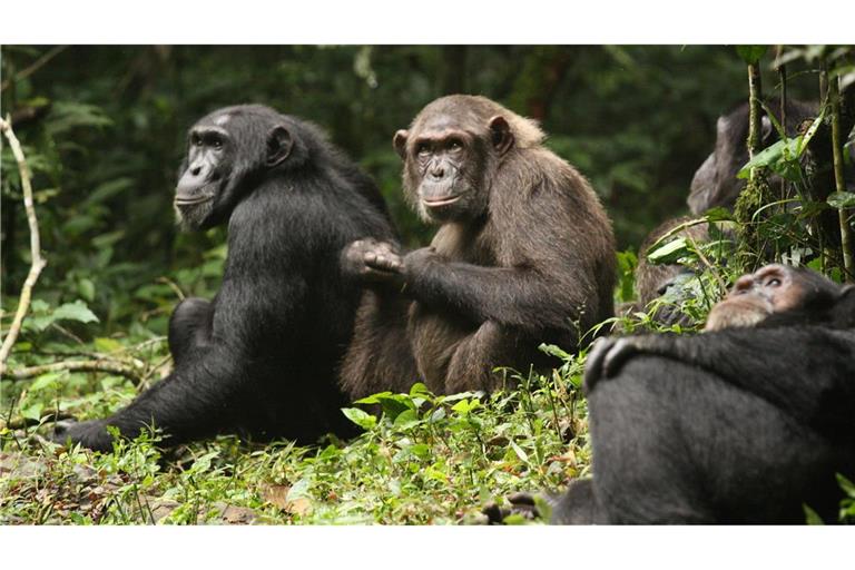 Erstmals haben Forschende über Jahrzehnte dokumentiert, wie sich eine Schimpansengemeinschaft zunächst in zwei Lager spaltet und sich dann bekriegt.