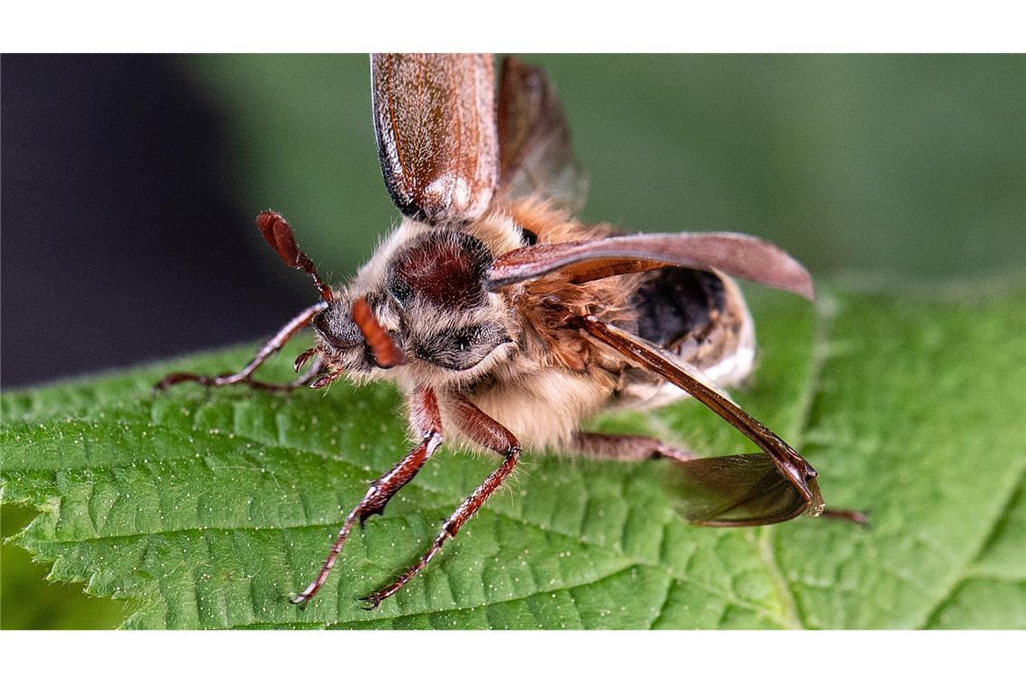 Erwachsene Käfer fressen die frischen Blätter von Laubbäumen. (Archivbild)
