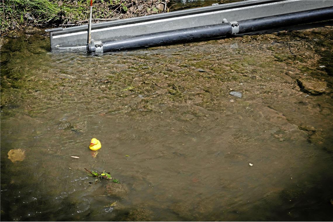 Es dauert, bis die erste Ente bei der Langen Brücke im Ziel einläuft. Die andere...