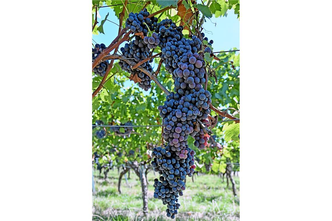 Es dauert wohl nicht mehr lang bis zur Weinlese. Die Weinberge in Aspach sind vo...