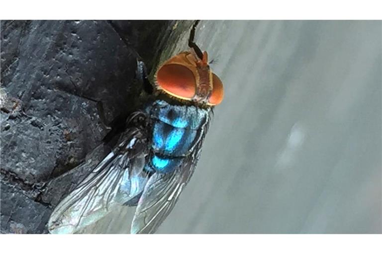 Es gibt gute Möglichkeiten, die Neuwelt-Schraubenwurmfliege gezielt zu bekämpfen.
