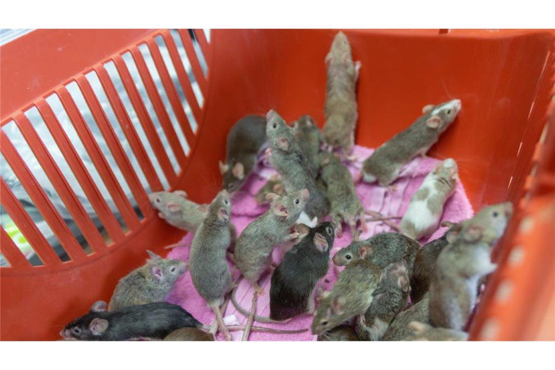 Immer mehr Menschen leben mit Hunderten Tieren Es gibt immer mehr Fälle von „Animal Hoarding“.