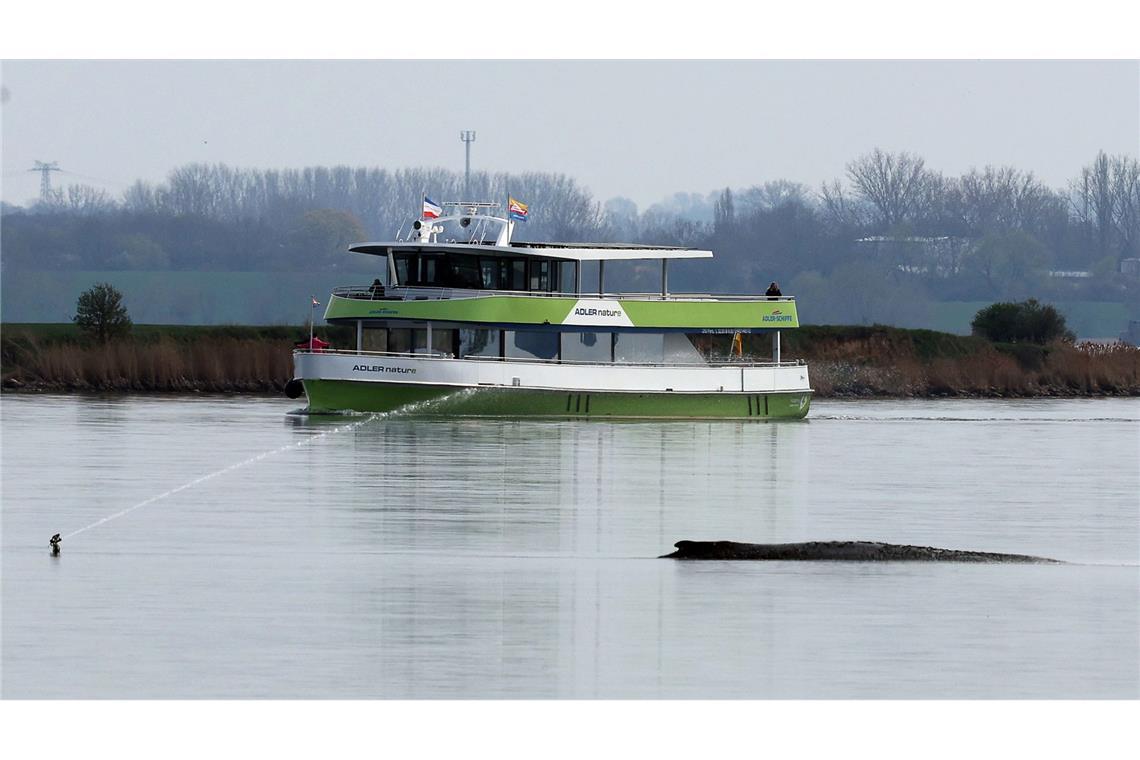 Es gibt neue Walrettungspläne.