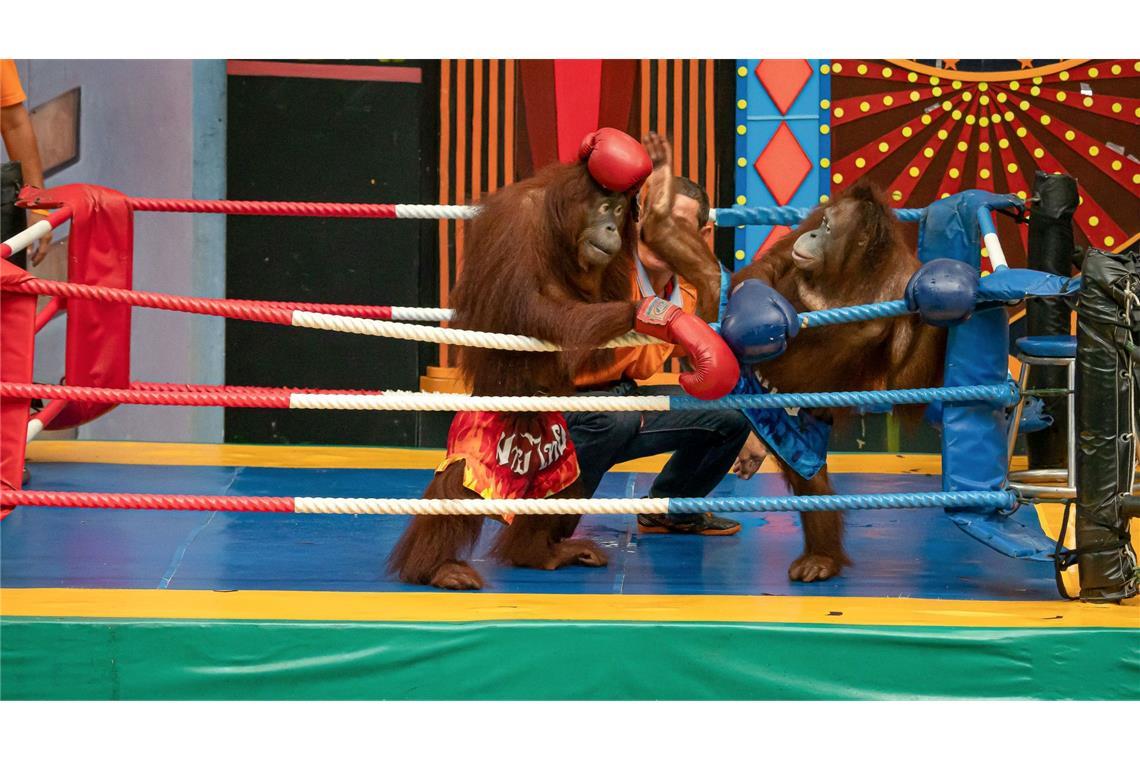 Es gibt Shows mit "boxenden" Orang-Utans.