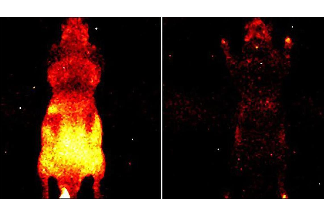 Esoterik oder Wissenschaft: Existieren Aura und Lebenslicht wirklich? Es gibt tatsächlich ein Lebenslicht: Aufnahme der von der Oberfläche einer lebenden (li.) und einer toten (re.) Maus abgestrahlten Photonen.