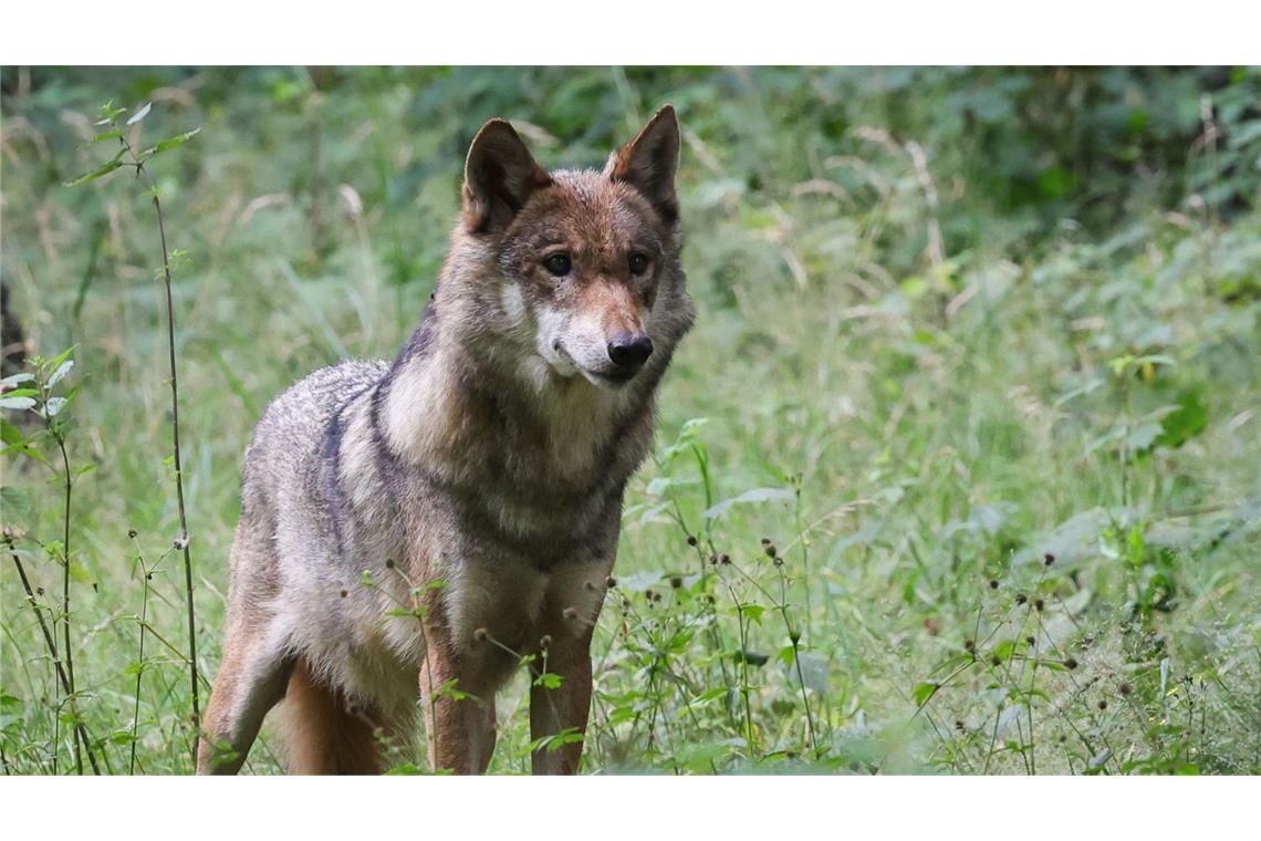 Es ist ein Hin und Her im Streit um den Abschuss eines Wolfs im Nordschwarzwald. (Symbolbild)