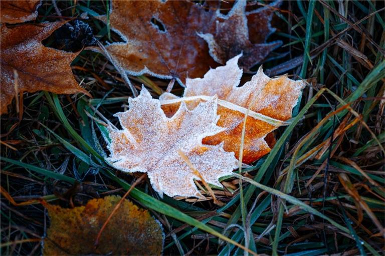 Es könnte frostig werden nächste Woche.