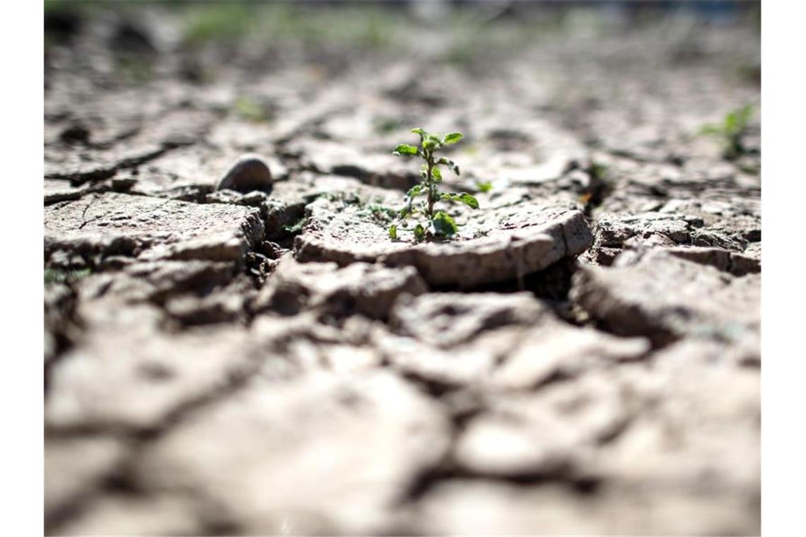 Es regnet zu wenig: Viele Böden auf der Welt sind rissig und ausgetrocknet. Foto: Federico Gambarini/dpa