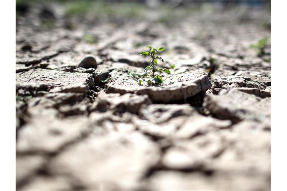 Armut, Klimawandel und Kommerz bedrohen Kinder weltweit Es regnet zu wenig: Viele Böden auf der Welt sind rissig und ausgetrocknet. Foto: Federico Gambarini/dpa
