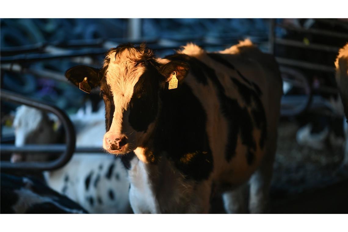 Es sei noch unklar, wie viele Tiere in den Flammen starben. (Symbolfoto)
