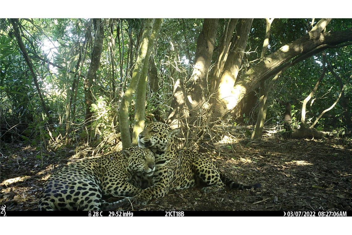 Studie: Feuchtgebiete bieten Jaguaren Schutz bei Bränden Es wurden wieder Jungtiere geboren und es kamen viele Jaguare aus anderen Regionen hinzu.