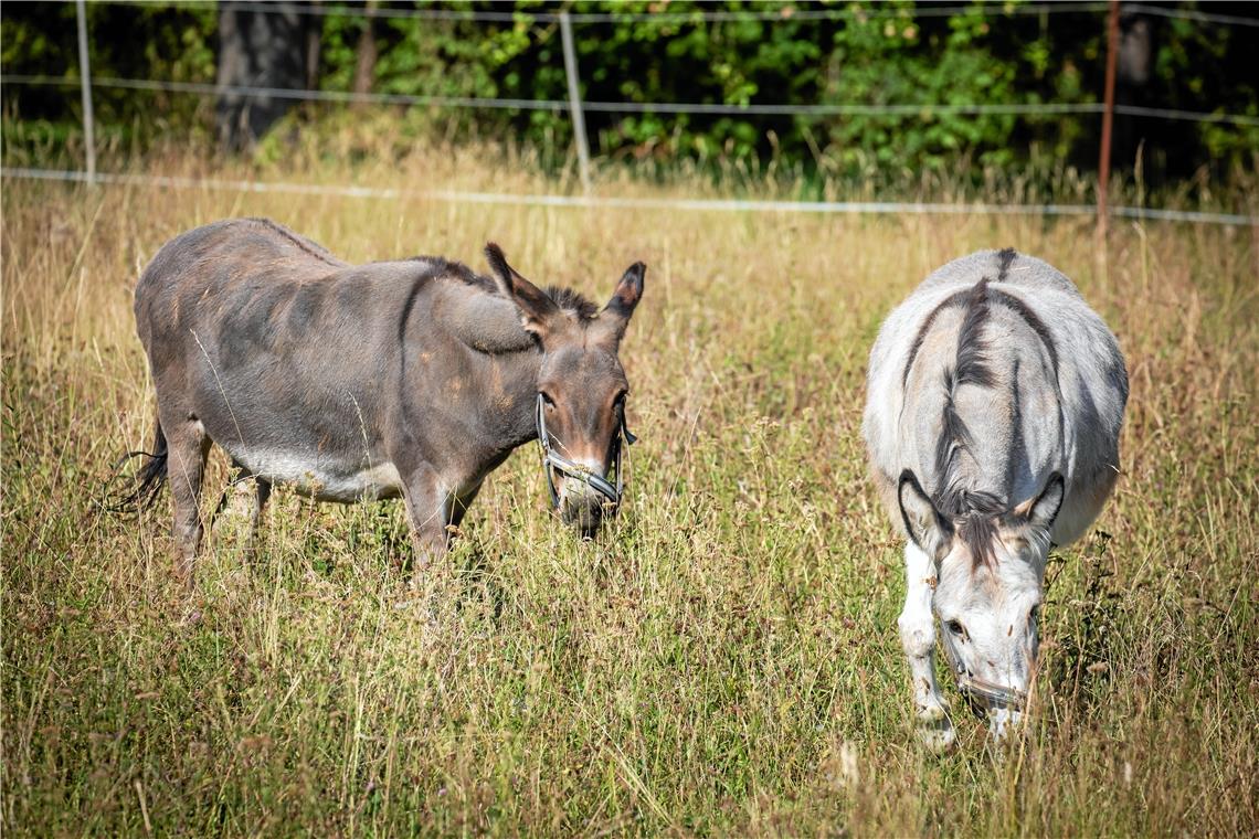 Über das Haustier des Jahres: „Wo ein Pferd verhungert wird der Esel fett“ Esel seien sehr genügsam, do der Besitzer.