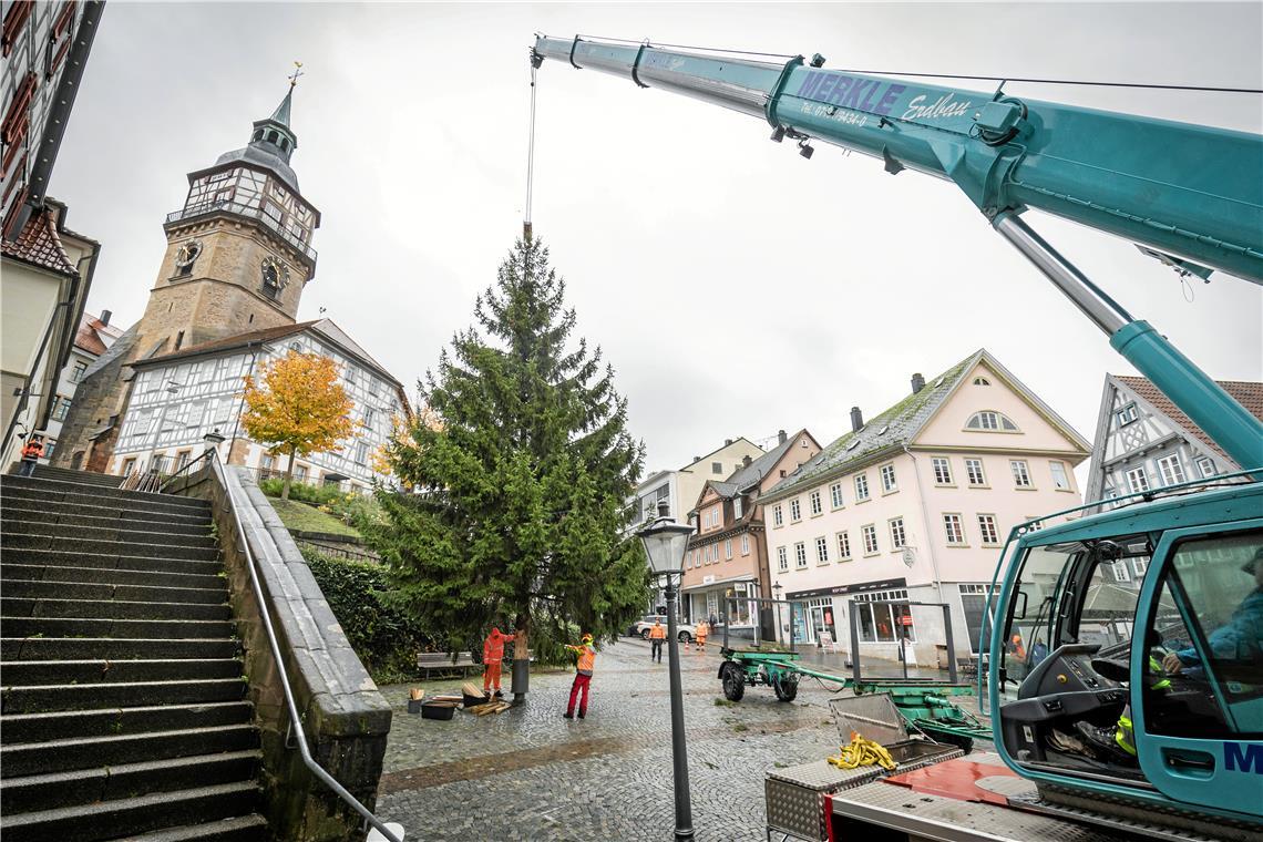 Backnanger Weihnachtsbaum steht schon am Marktplatz Etwa 13 Meter hoch ist die Blaufichte. Foto: Alexander Becher
