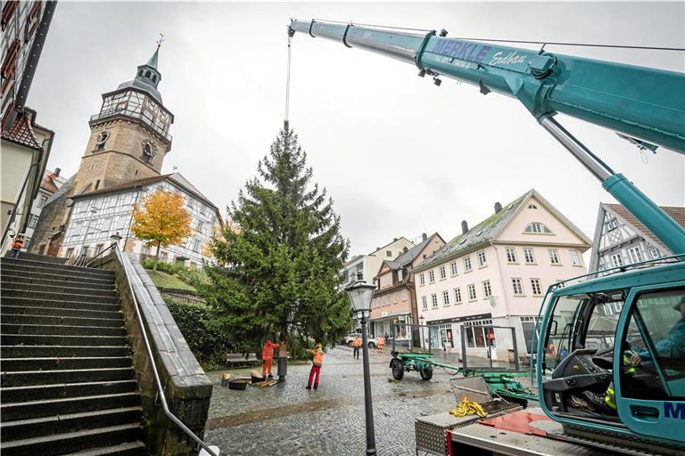 Etwa 13 Meter hoch ist die Blaufichte. Foto: Alexander Becher