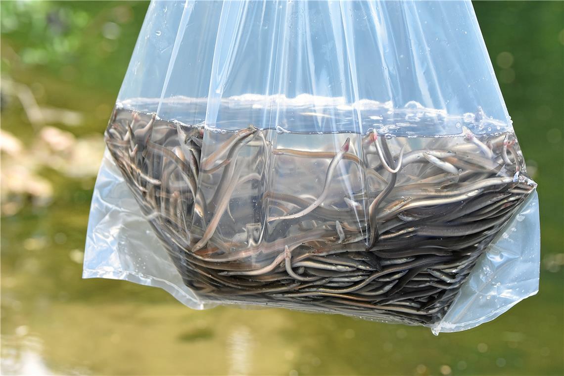 „Wir besetzen für die Zukunft“ Etwa 600 Tiere befinden sich in einem Plastikbeutel und warten auf ein Leben in der Murr.