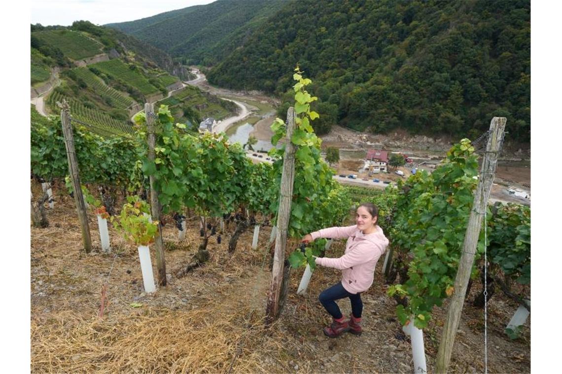 Ahrwinzer ernten besonderen Jahrgang Eva Lanzerath, die gerade ihre Amtszeit als Deutsche Weinkönigin beendet hat, freut sich jedes Jahr auf die Weinlese. Foto: Thomas Frey/dpa
