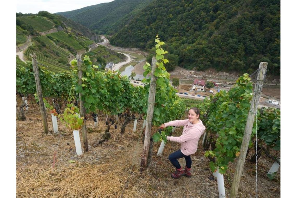 Ahrwinzer ernten besonderen Jahrgang