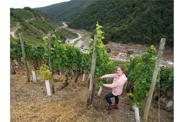 Eva Lanzerath, die gerade ihre Amtszeit als Deutsche Weinkönigin beendet hat, freut sich jedes Jahr auf die Weinlese. Foto: Thomas Frey/dpa